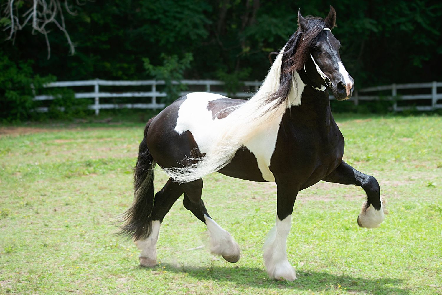 Aiken, South Carolina, Equestrian, Photographer, Georgia, Augusta, Equine