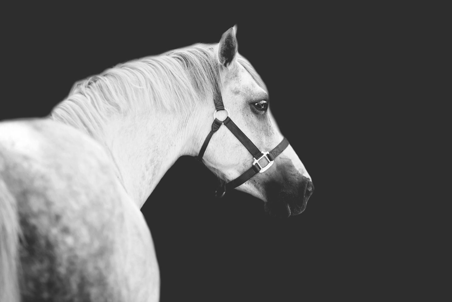 Aiken, South Carolina, Equestrian, Photographer, Georgia, Augusta, Equine