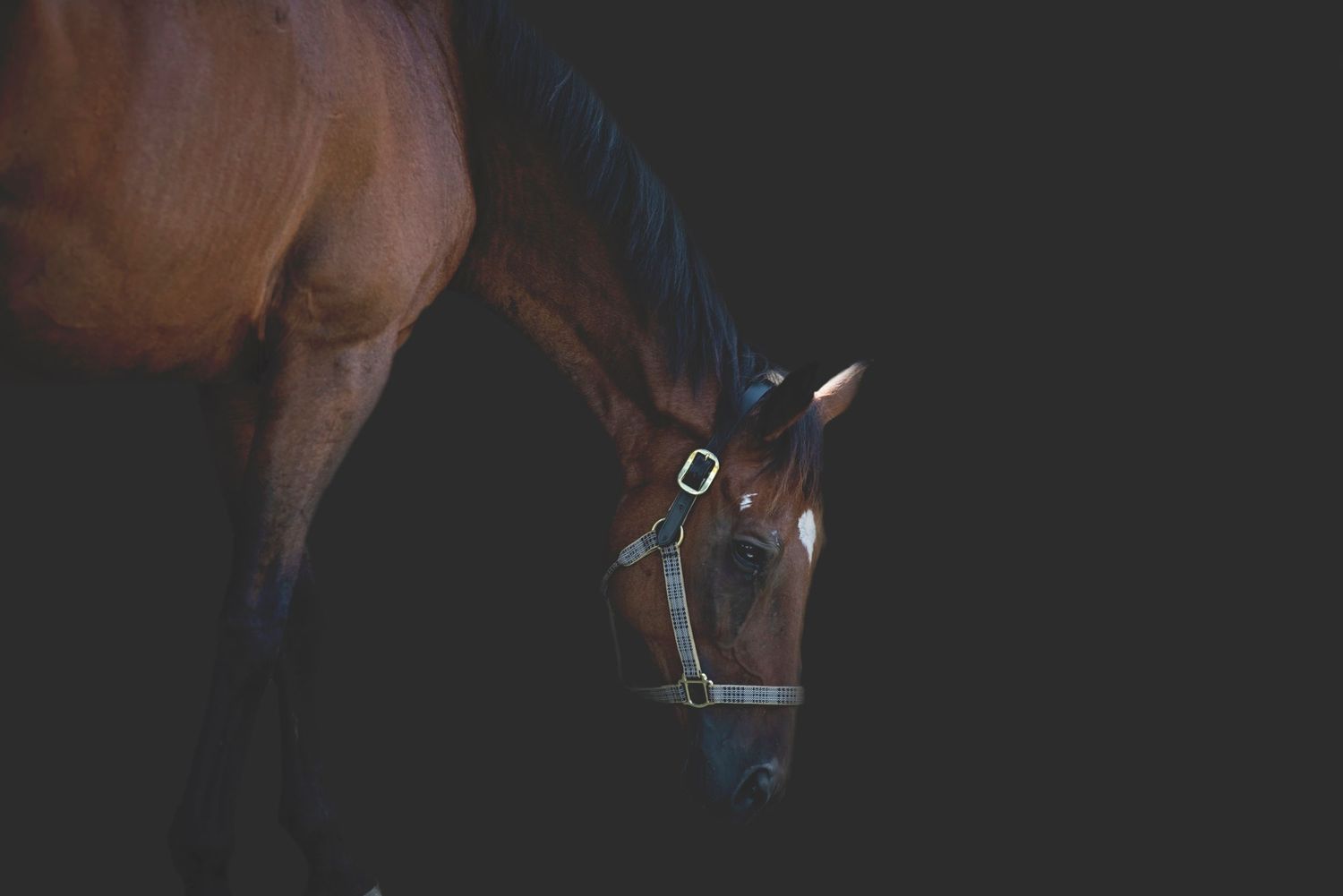 Aiken, South Carolina, Equestrian, Photographer, Georgia, Augusta, Equine