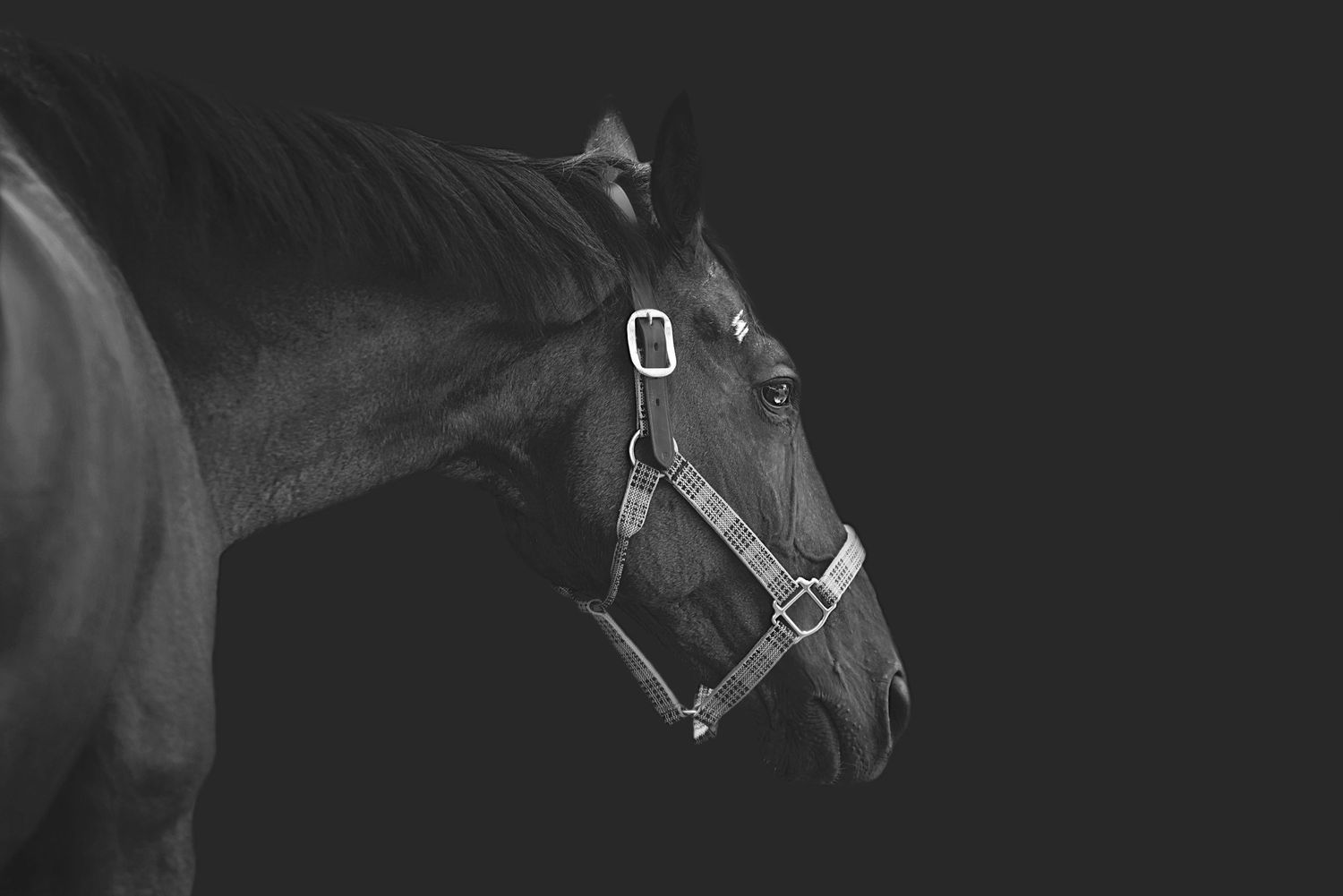 Aiken, South Carolina, Equestrian, Photographer, Georgia, Augusta, Equine