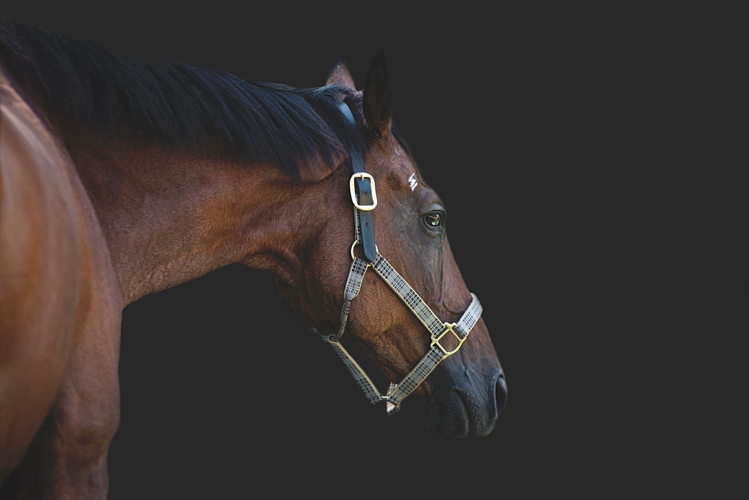 Aiken, South Carolina, Equestrian, Photographer, Georgia, Augusta, Equine
