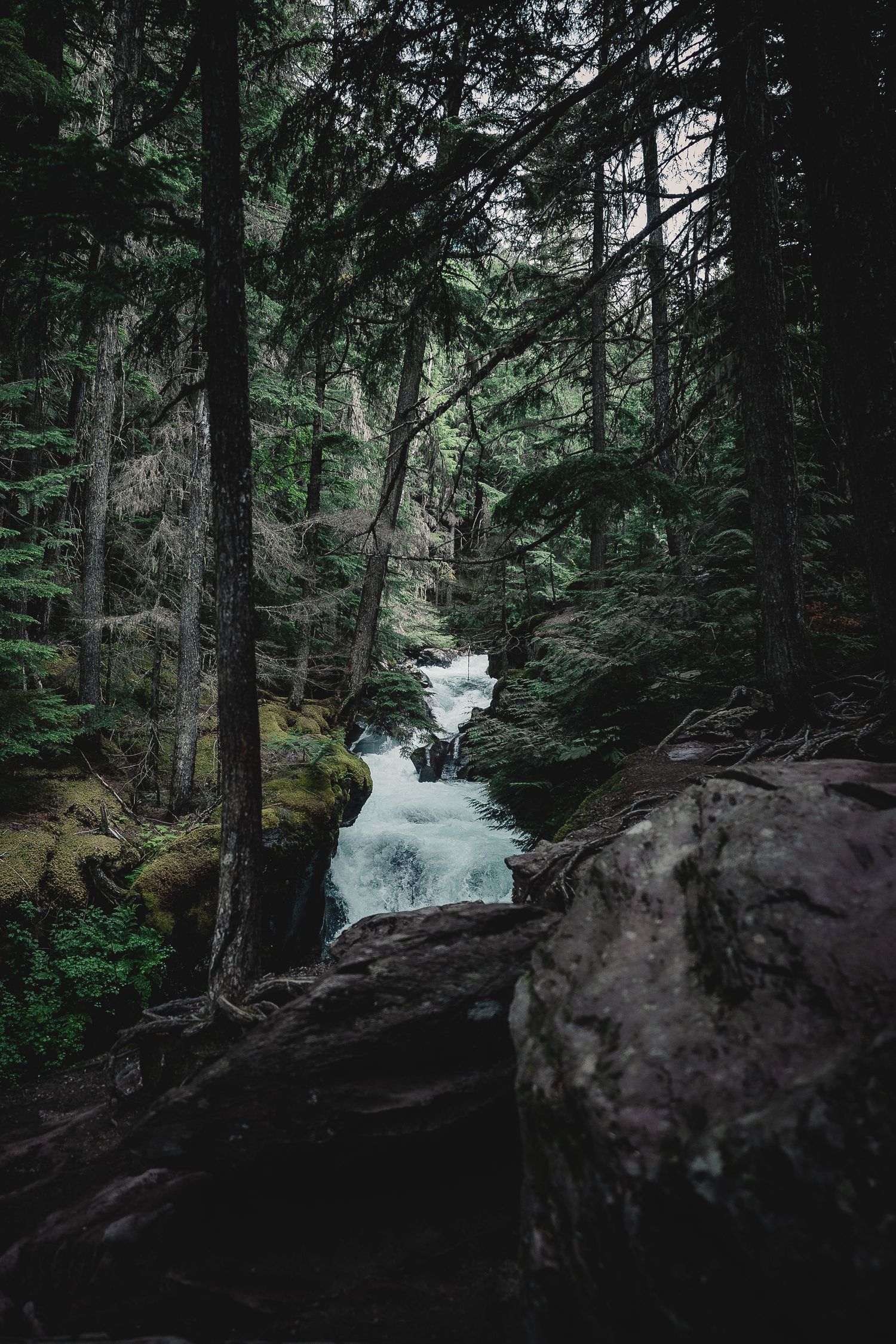 Rushing waterfall cascades through lush evergreen forest in moody lighting.
