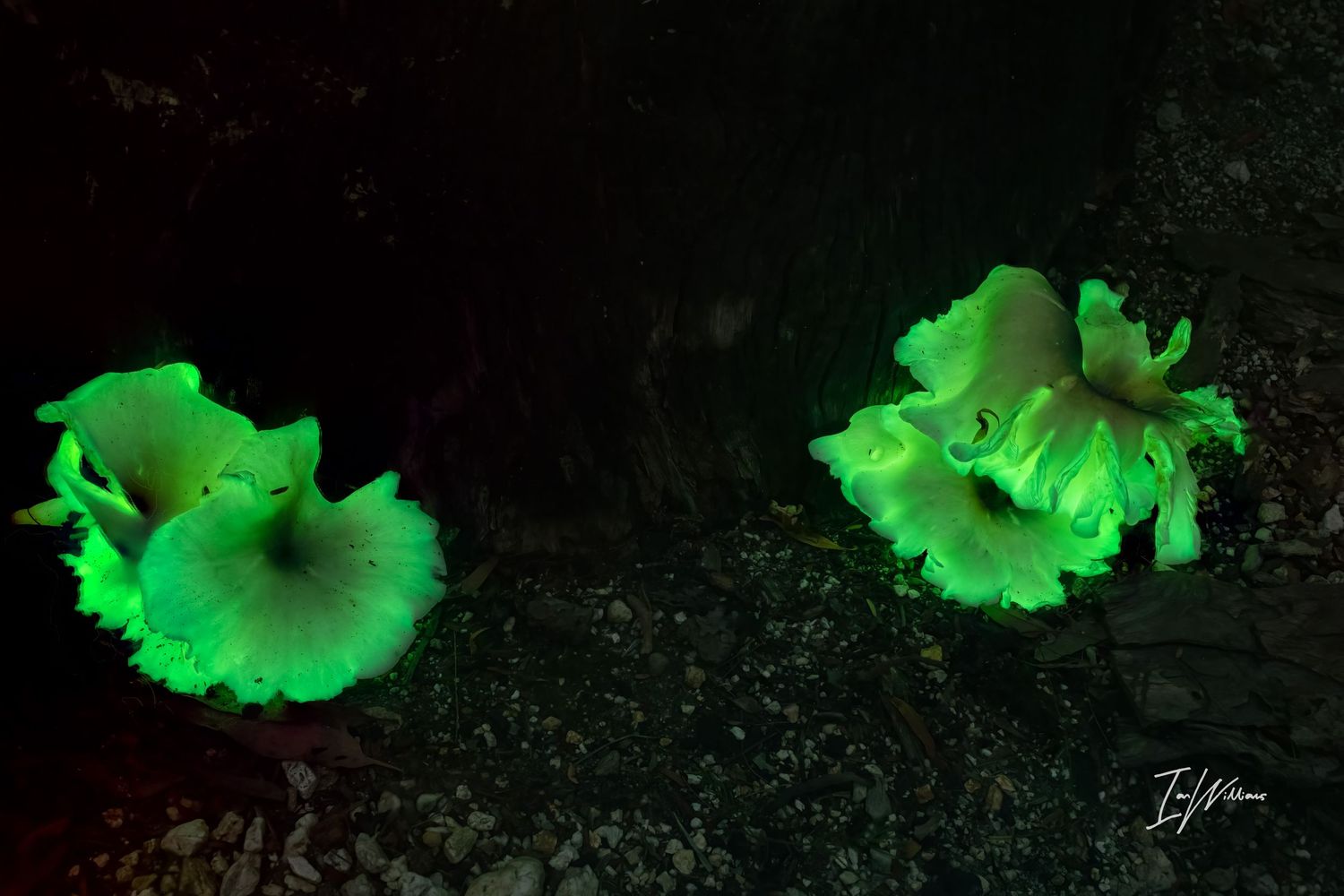 Ghost fungi