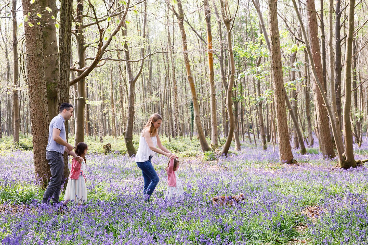 Family walking through woodland path surrounded by purple bluebells in spring.