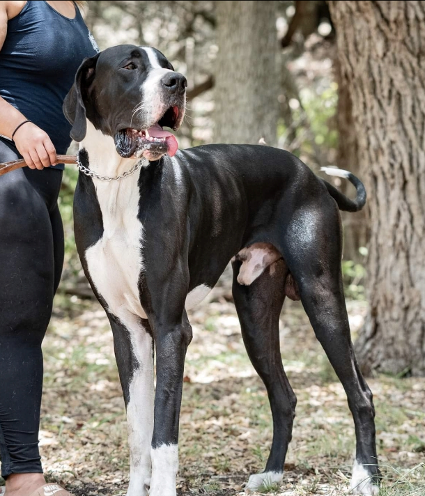 A black and white Great Dane standing outdoors on a leash held by a woman in black outfit.