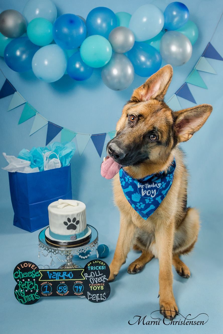 German Shepherd dog wearing a blue bandana at a birthday party setup with balloons and cake.