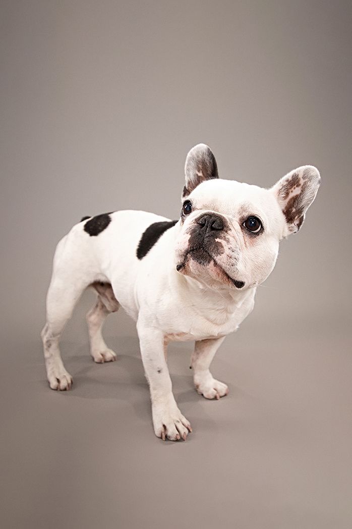 Chilliwack Dog Photographer - Best in Creations