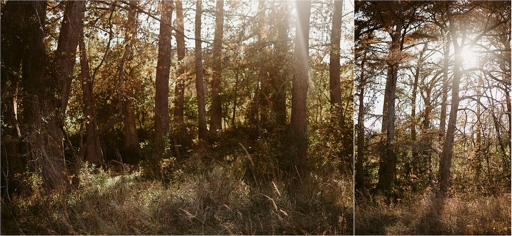 Golden sunlight streams through a misty forest creating dramatic shadows among the trees.