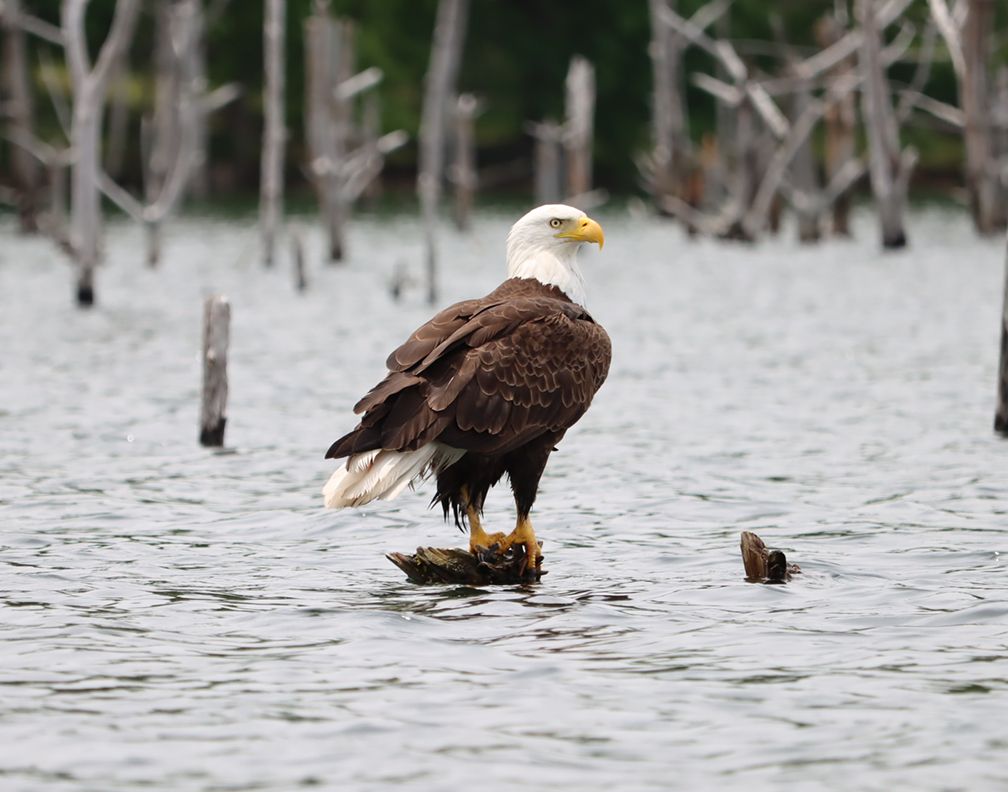 A bald eagle perched on a branch in shallow water surrounded by dead trees.