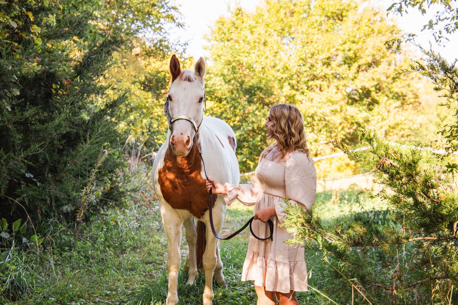 A paint horse stands in a sunlit meadow with golden autumn foliage in the background.