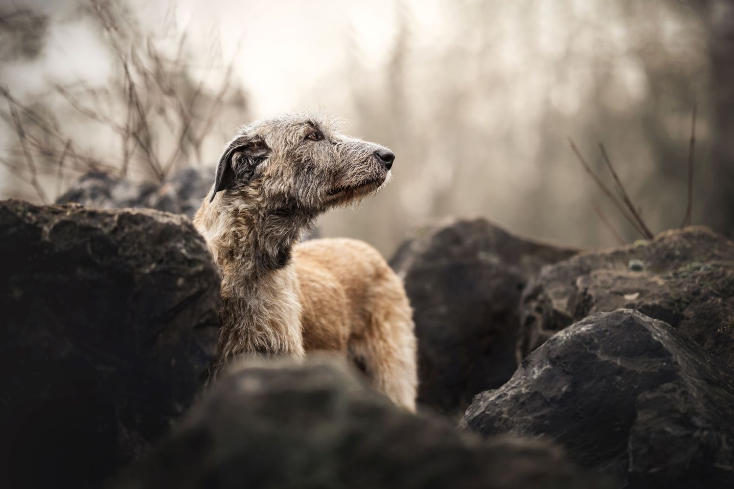 Scruffy terrier mix dog looking into distance against misty natural background.
