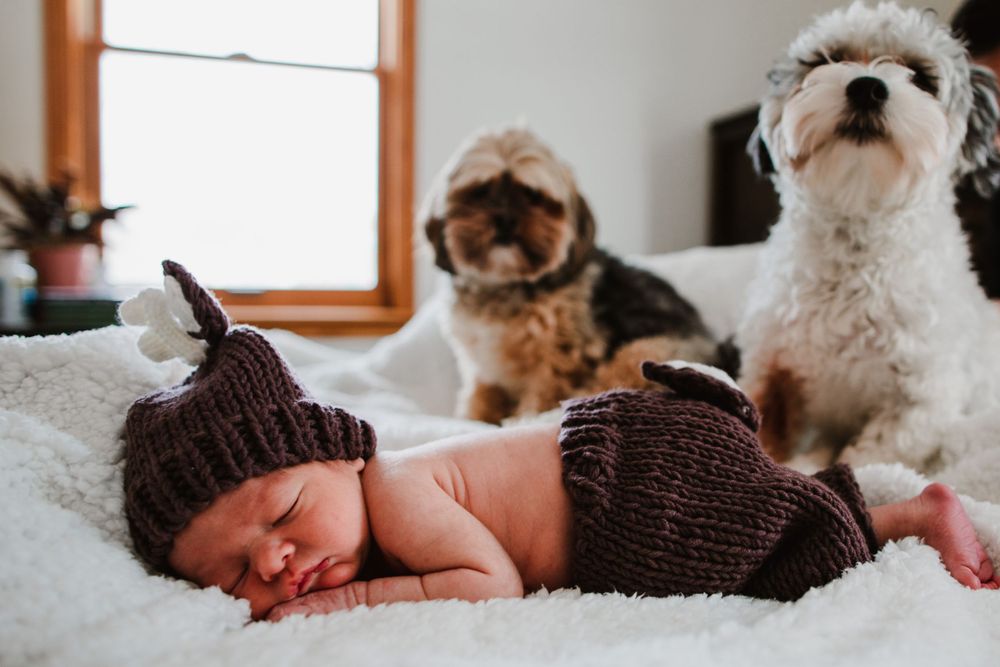 Sleeping newborn in brown knit outfit with two curious dogs watching from behind.