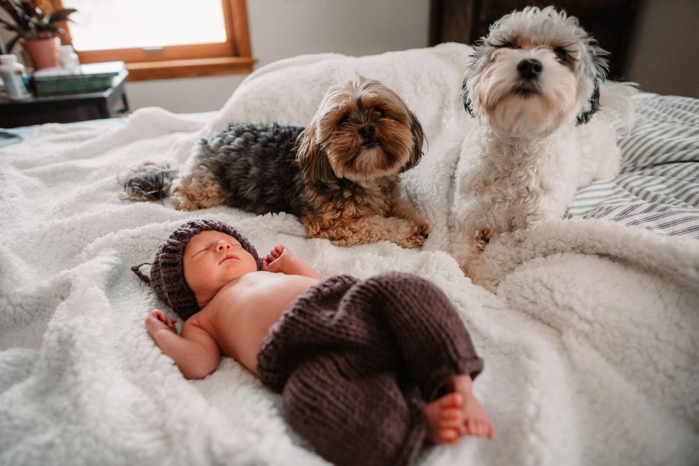 Newborn baby in brown knit outfit rests on white bedding with two fluffy dogs keeping watch.
