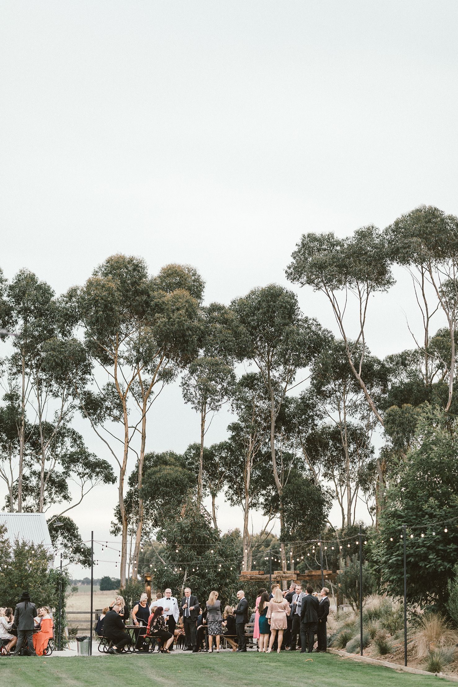 Outdoor wedding gathering under tall eucalyptus trees with string lights at dusk.