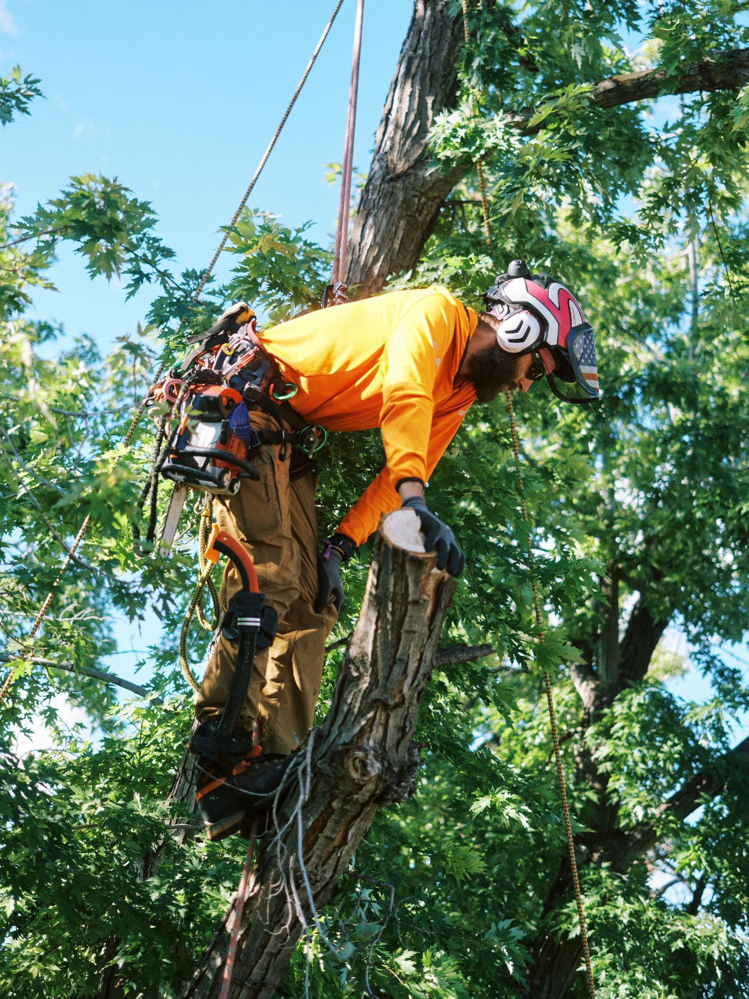 Tree service worker in safety harness performing technical climbing maneuvers.