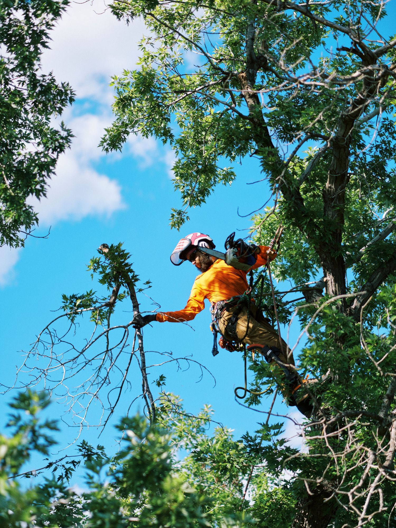 Professional arborist in orange safety gear climbing high in a tree against blue sky.