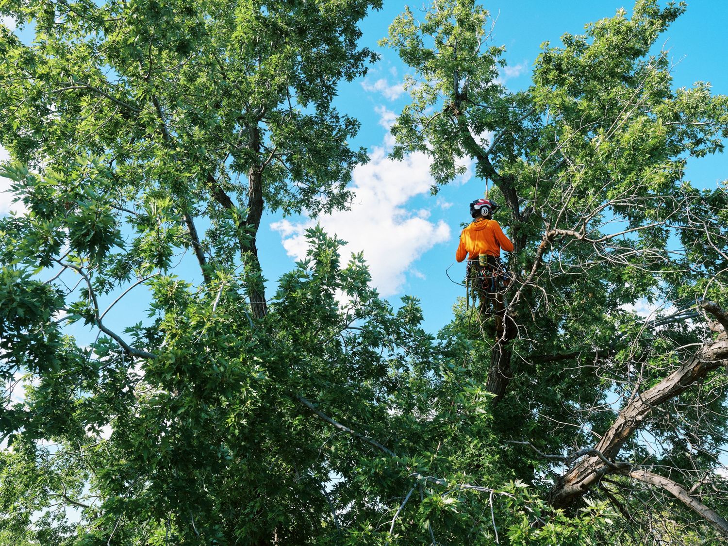Arborist in high visibility gear working among tree branches with blue sky visible.