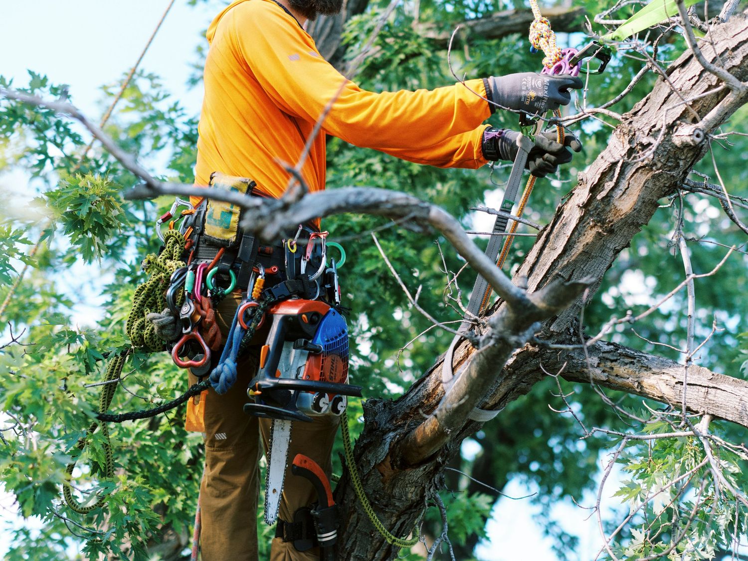 Professional tree trimmer with safety equipment and tools working on tree maintenance.