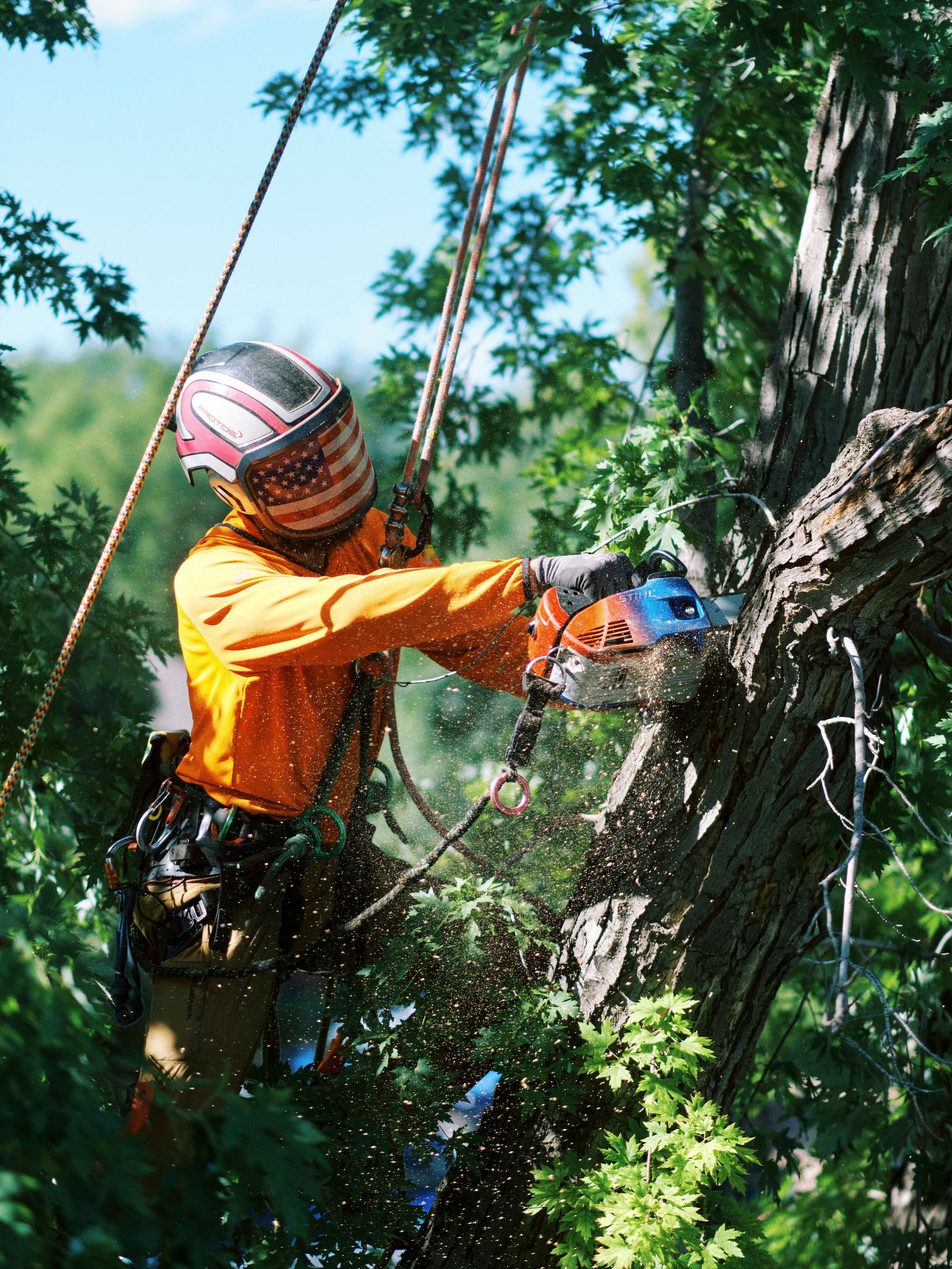 Arborist using chainsaw to trim tree branches while secured with safety equipment.