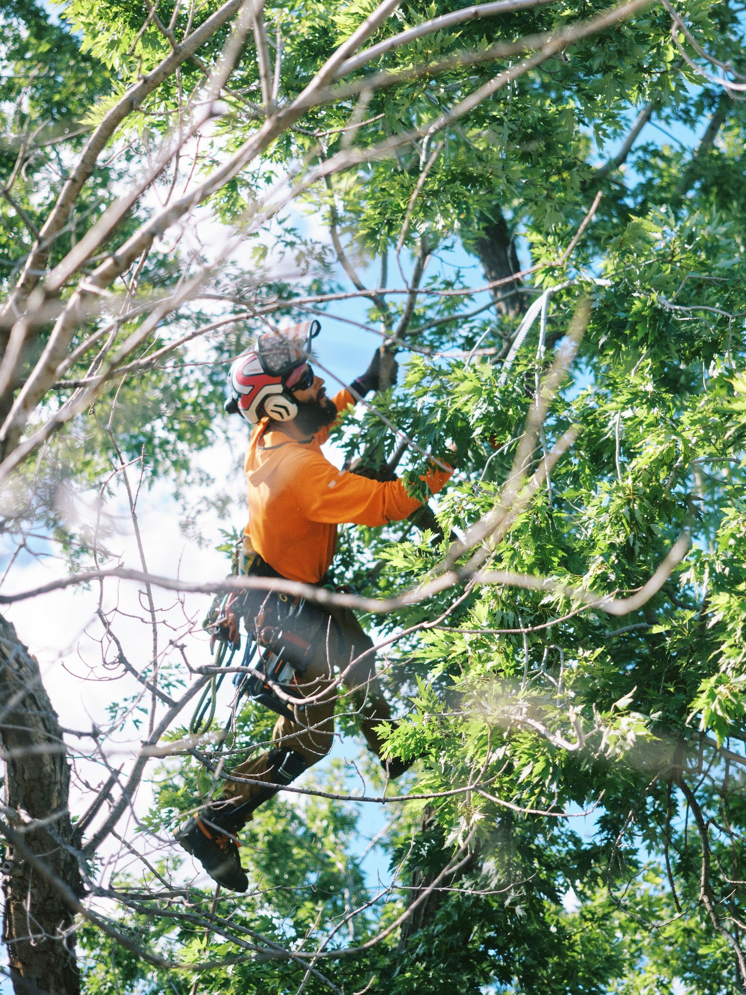 Tree worker in bright orange safety equipment pruning branches at height.