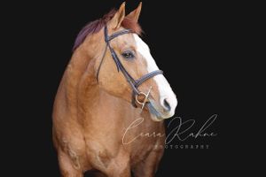 Chestnut Quarter Horse Black Background