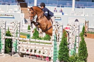 Devon Horse Show Hunter Jumpers