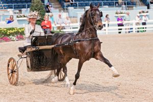 Devon Horse Show Ponies