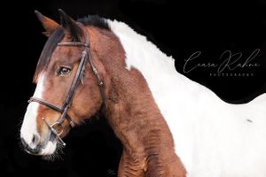 Paint Horse Black Background Portrait