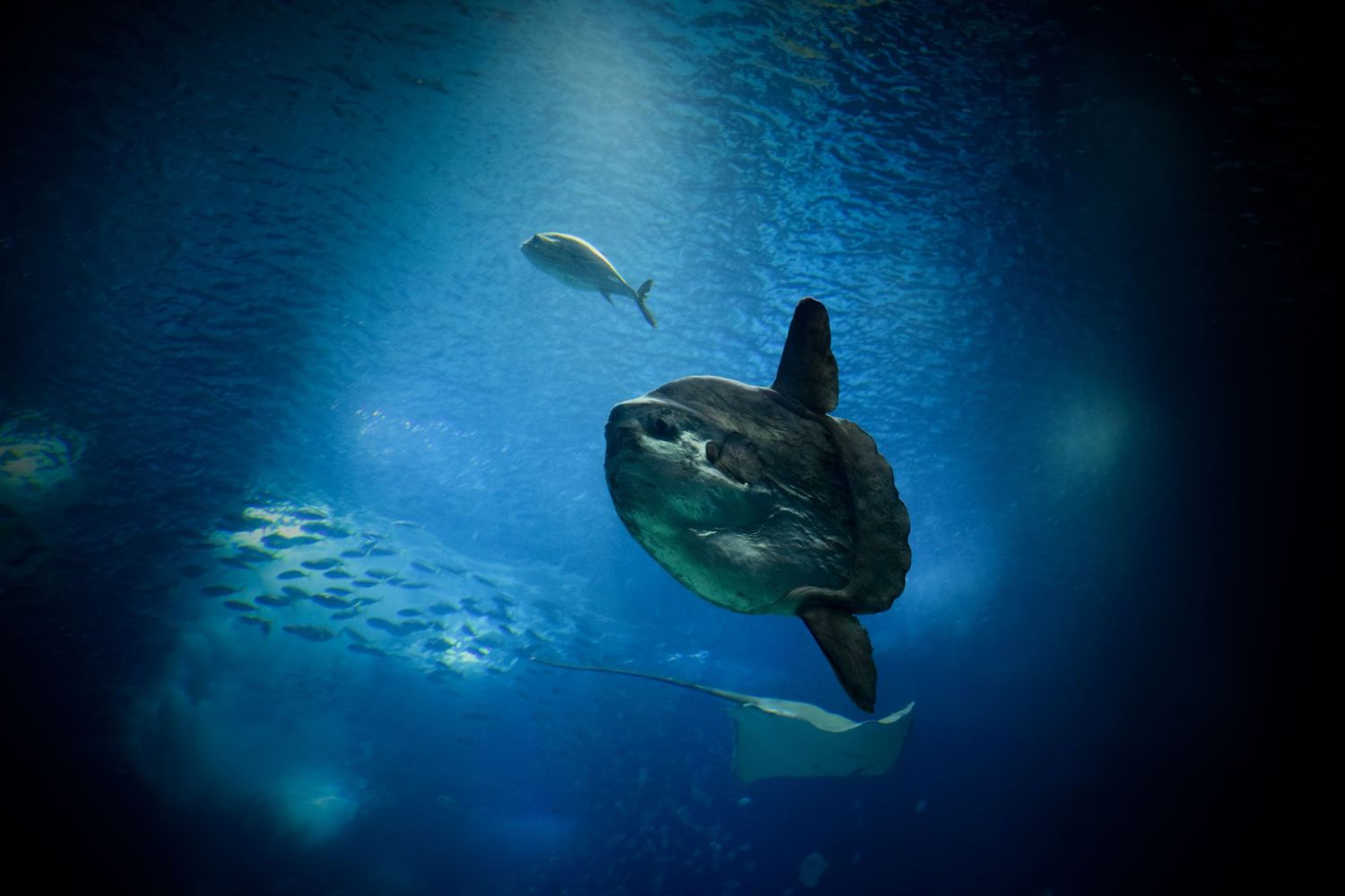 peixe lua, oceanário de Lisboa, novembro de 2020