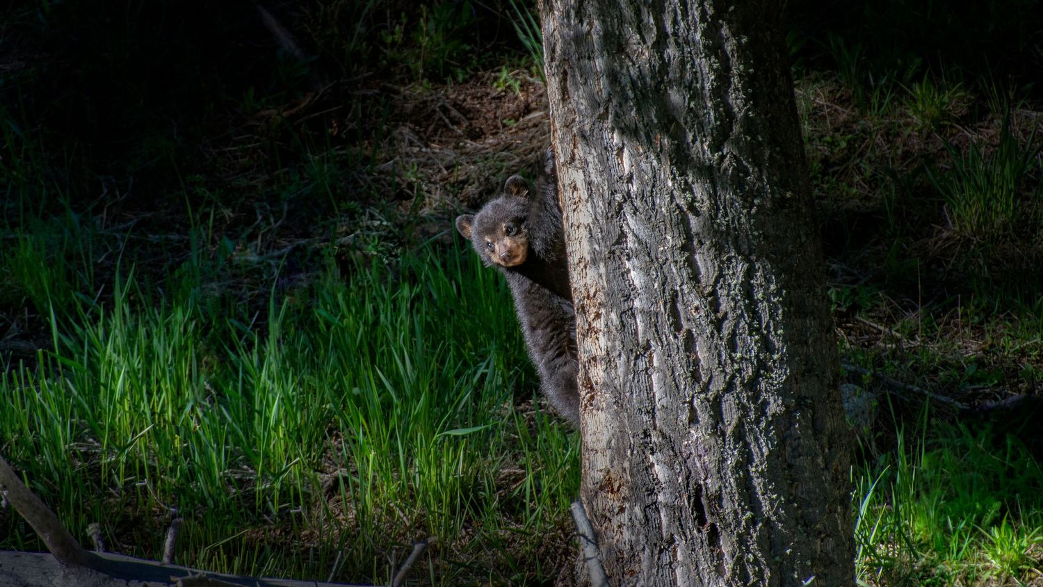 Black Bear Cub Photography in Yellowstone National Park by Alicia White