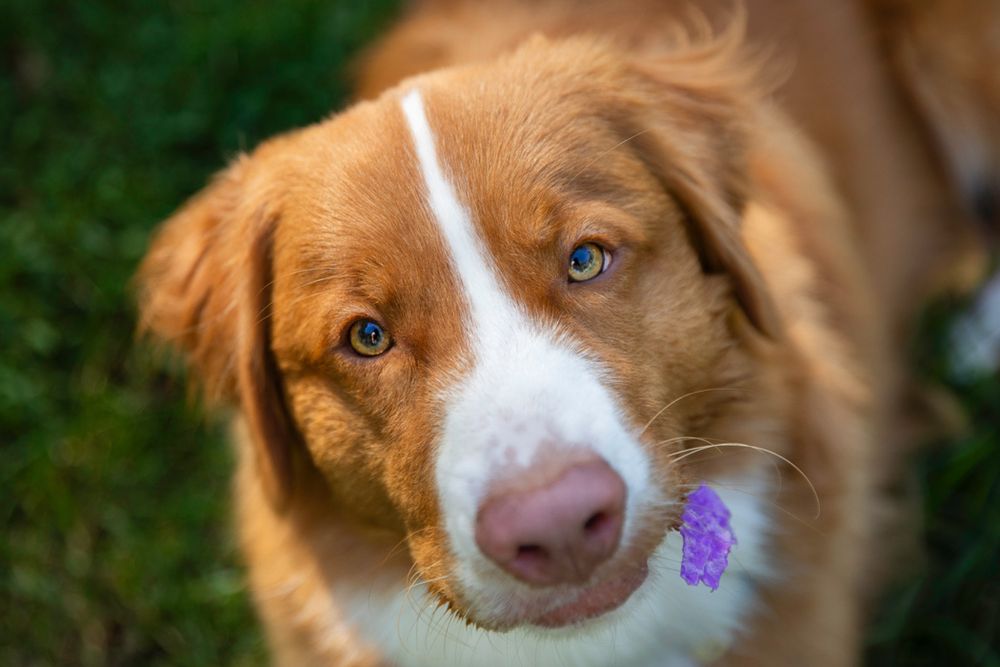 Close up portrait of a Nova Scotia Duck Tolling Retriever against green grass.