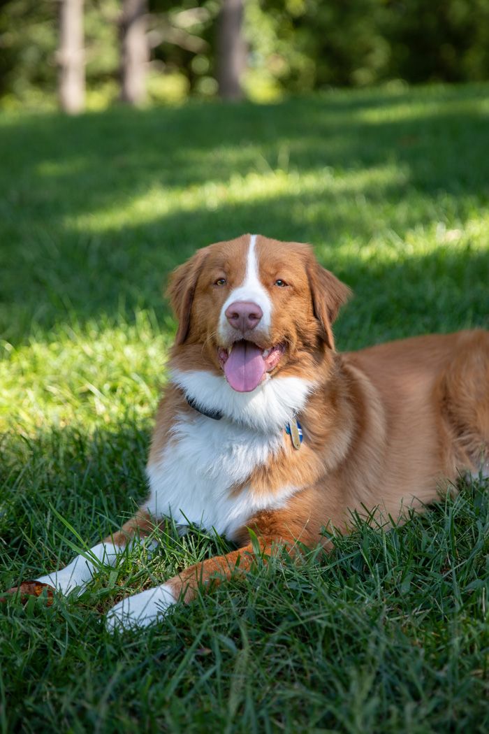 A Nova Scotia Duck Tolling Retriever lounges on green grass in sunlight.