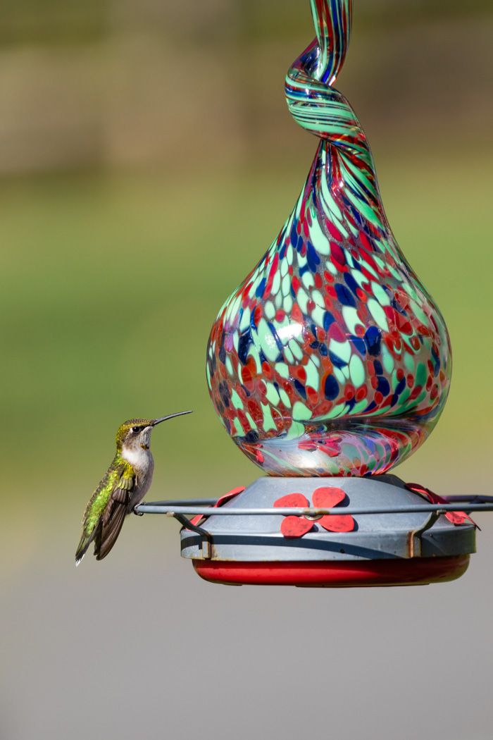 A hummingbird feeds from a decorative glass feeder with swirled colorful patterns.