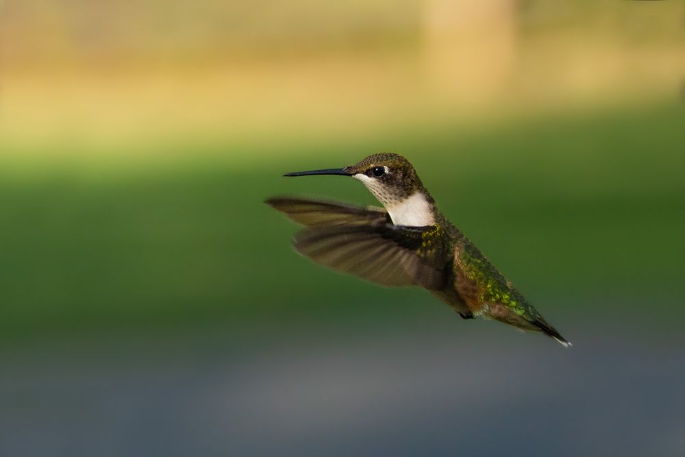 Ruby-throated hummingbird hovering in mid-flight with wings spread against a blurred green background.