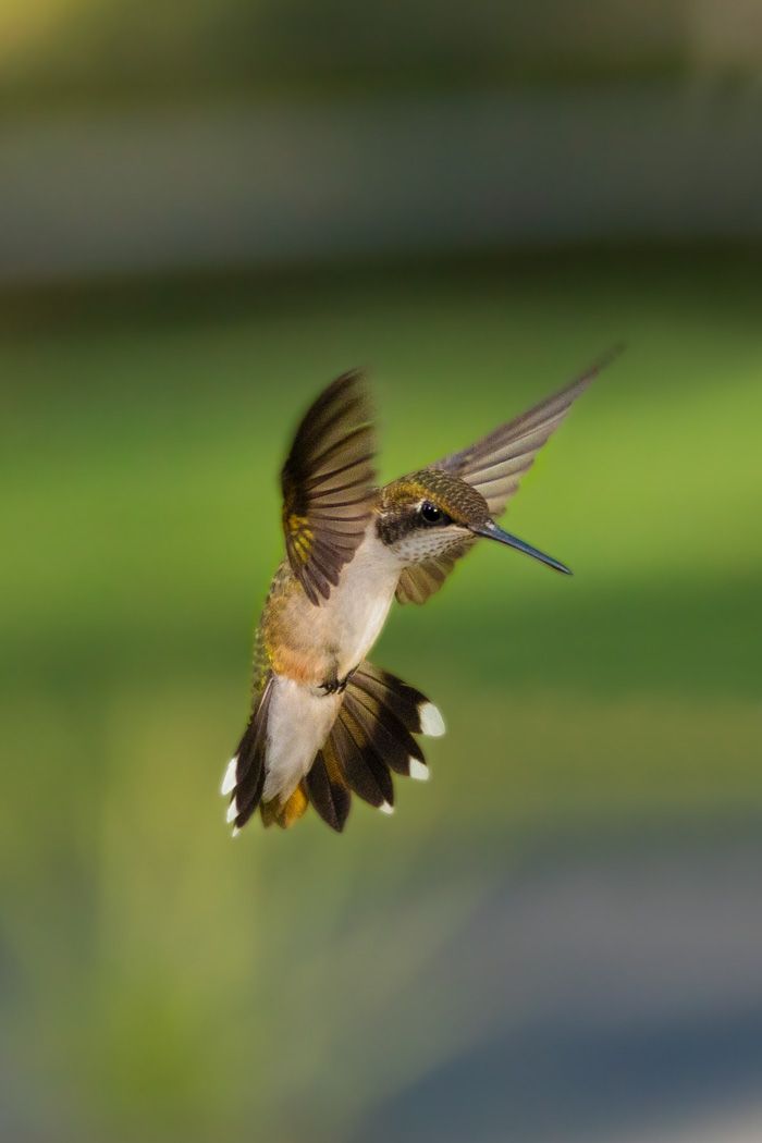 Hummingbird suspended in air displaying its spread wings and tail feathers during flight.