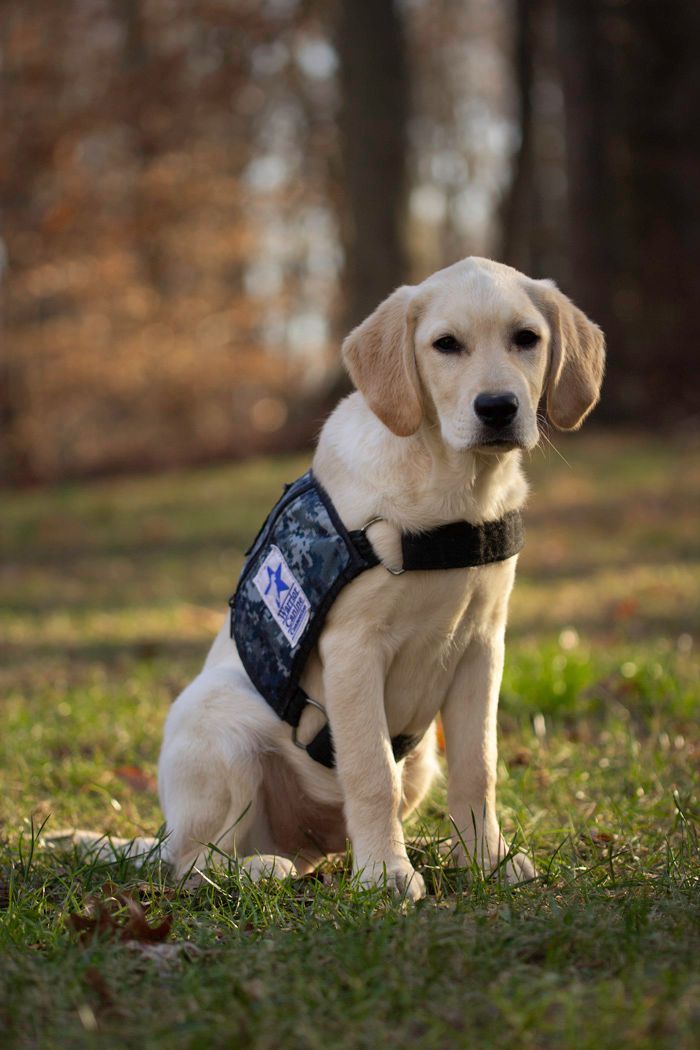 Yellow Labrador puppy wearing a dark service vest sitting attentively outdoors.
