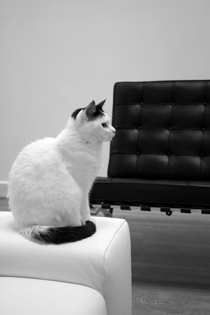 Black and white photo of white cat sitting elegantly on modern furniture.