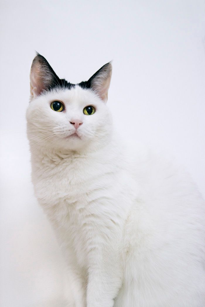 Elegant white cat with black-tipped ears and bright yellow eyes poses against a light background.