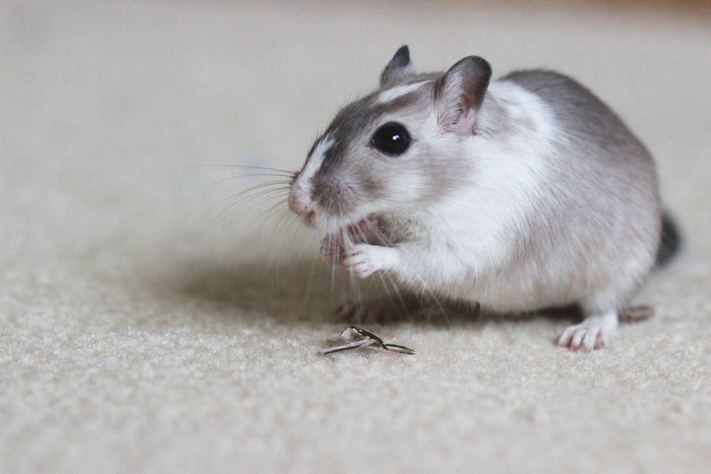 Close-up of a dwarf hamster with white and grey fur on carpet.