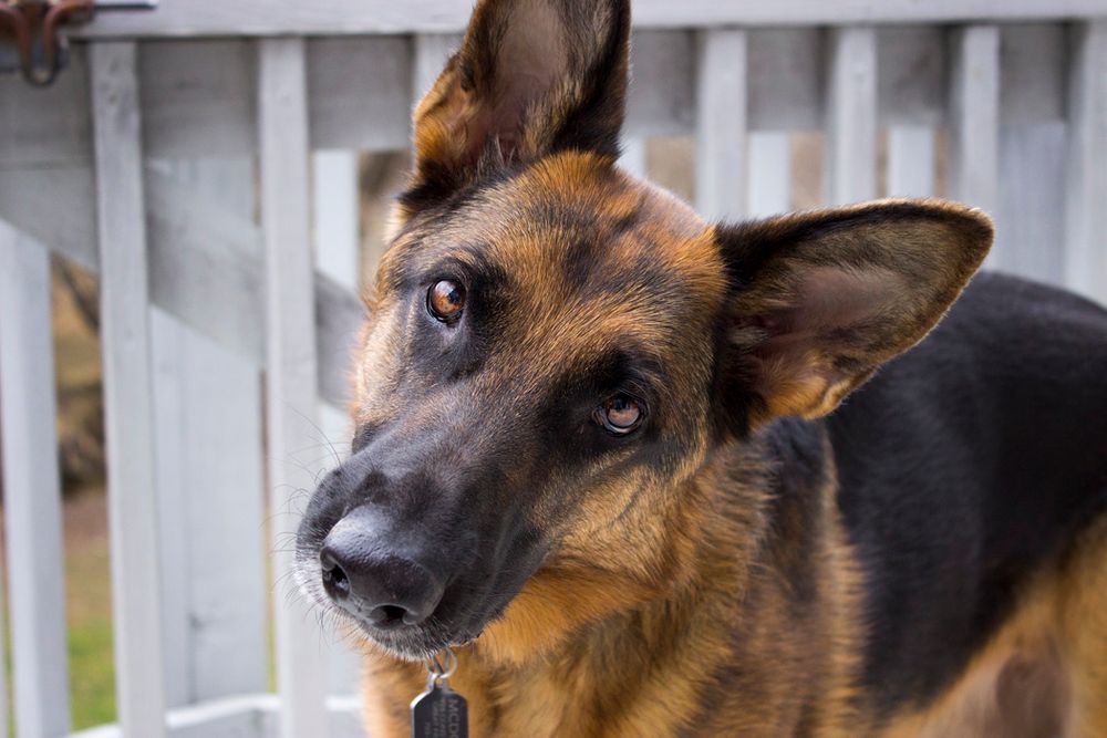 German Shepherd dog with alert expression looking through white fence.