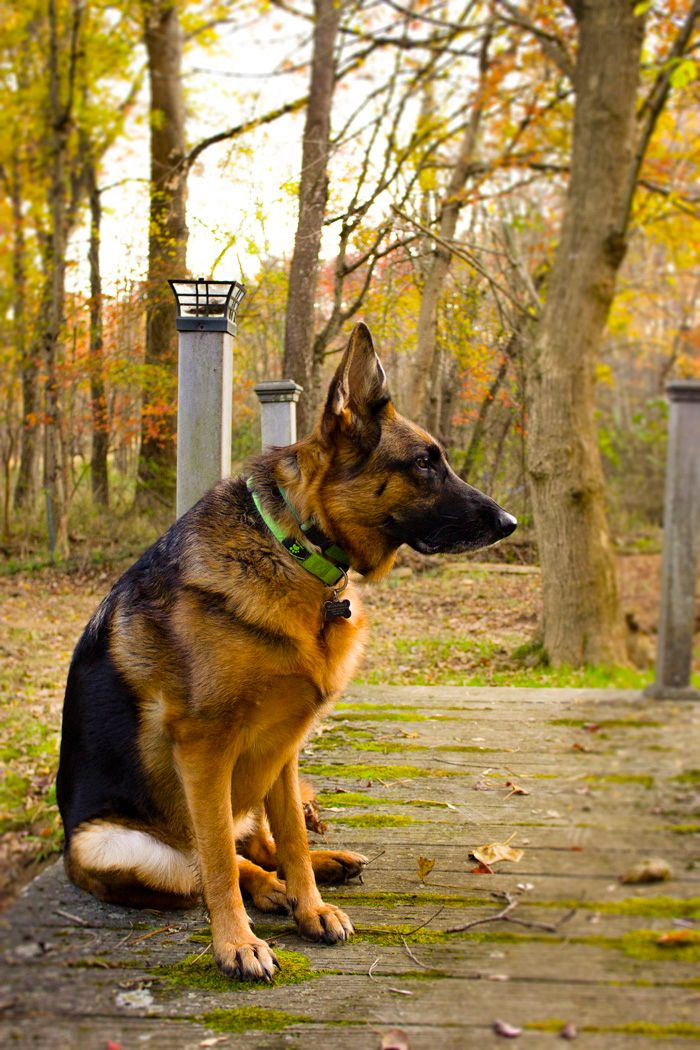German Shepherd sitting attentively on stone path surrounded by autumn trees.