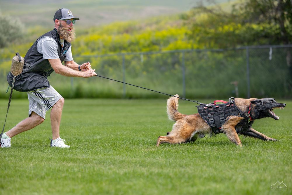 PSA K9 Dog Sport Photography. Montana Bite n Buck Trial 2023. RYP PSA Club