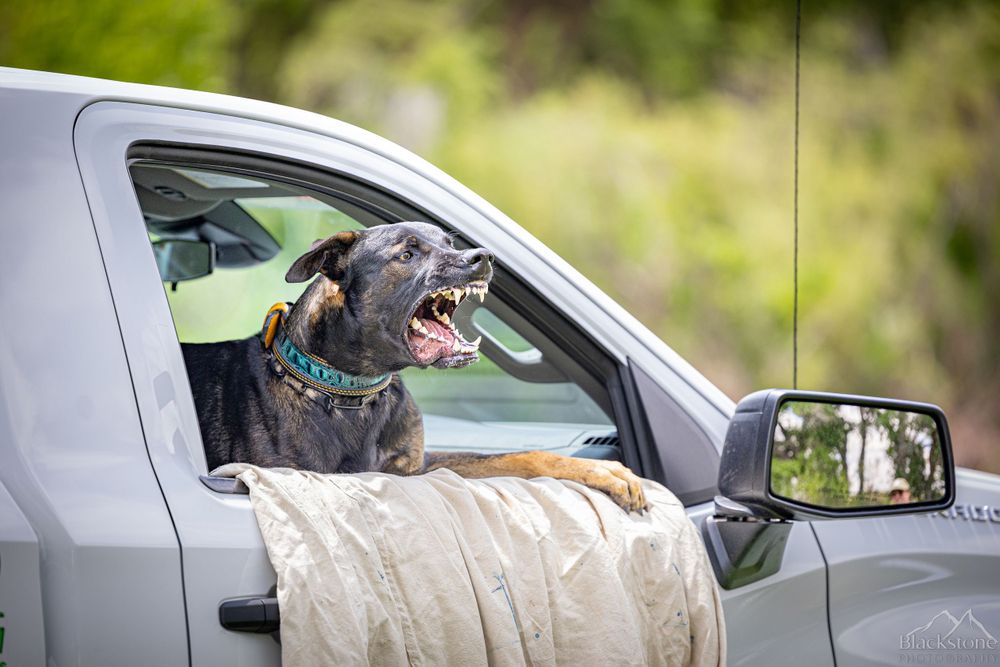 PSA K9 Dog Sport Photography. New Mexico Hundesport PSA Trial 2023