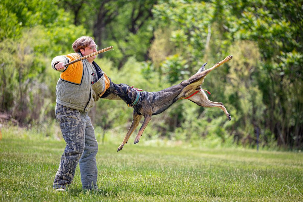 PSA K9 Dog Sport Photography. New Mexico Hundesport PSA Trial 2023