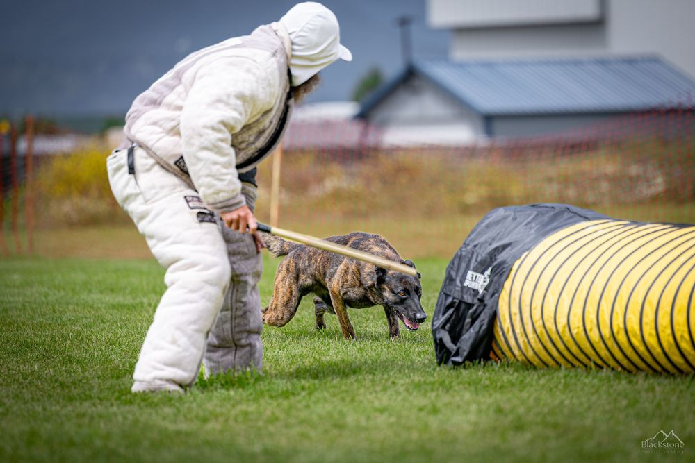 PSA K9 Dog Sport Photography. Montana Bite n Buck Trial 2023. RYP PSA Club