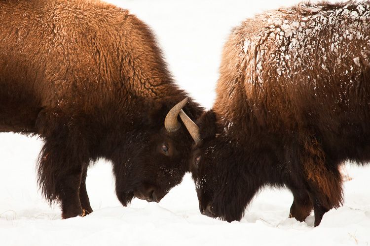 Bison head butting in Yellowstone National Park in winter Wyoming