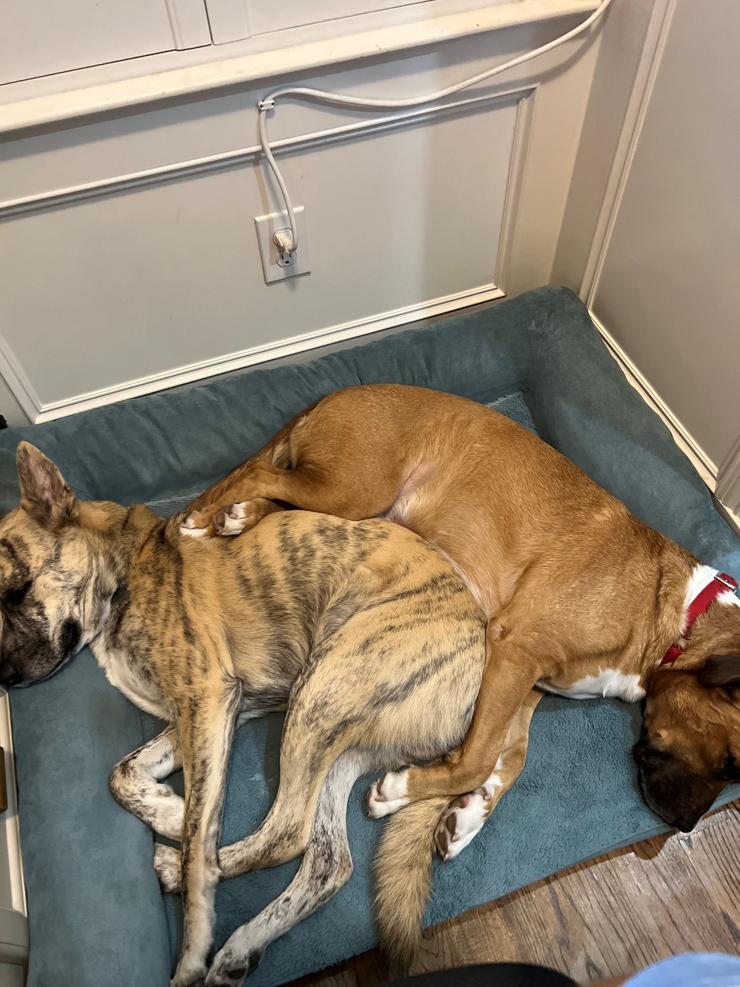 Two dogs sleeping together on a blue pet bed, one brown and one brindle colored, curled up comfortably.