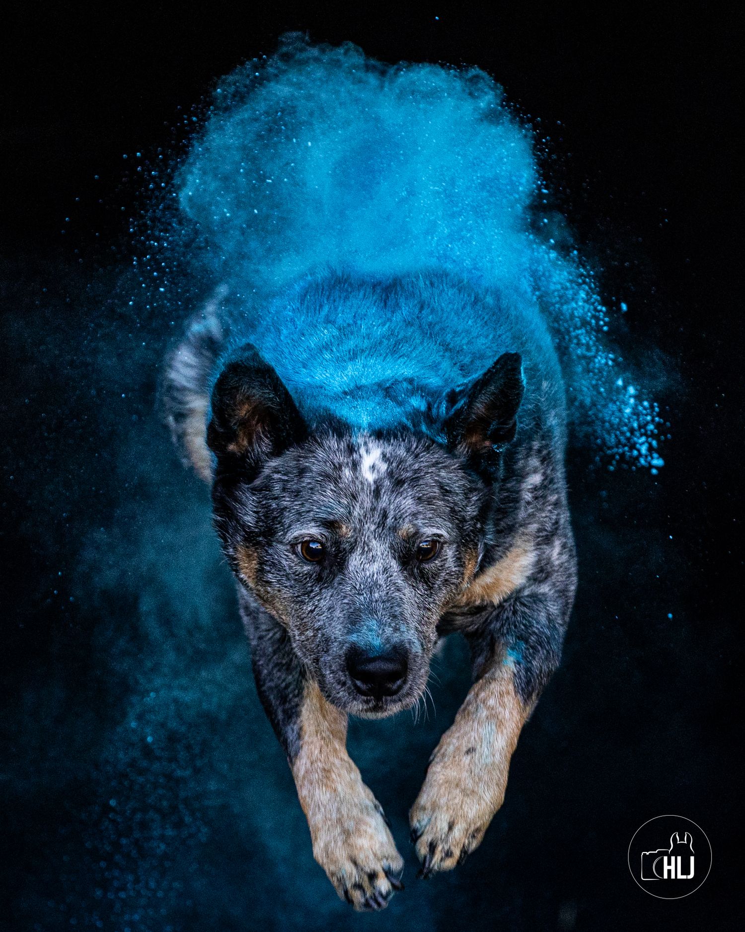 Australian cattle dog with blue powder exploding around it during dynamic action photo shoot against black background.