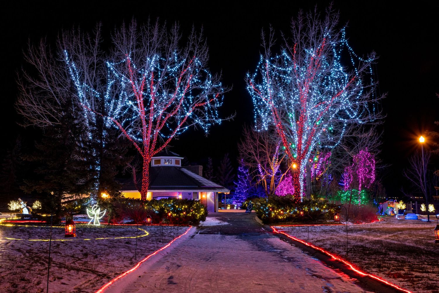 Trees decorated with blue and pink LED lights along snowy pathway at night.