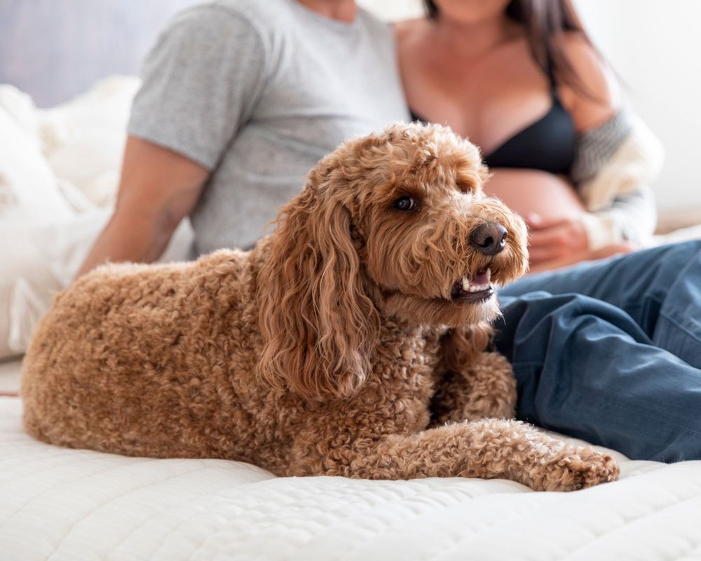 In-home maternity photoshoot with Fluffy golden doodle dog lying on white bed with pregnant couple relaxing in background.